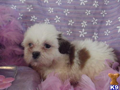 Lhasa Apso Puppies